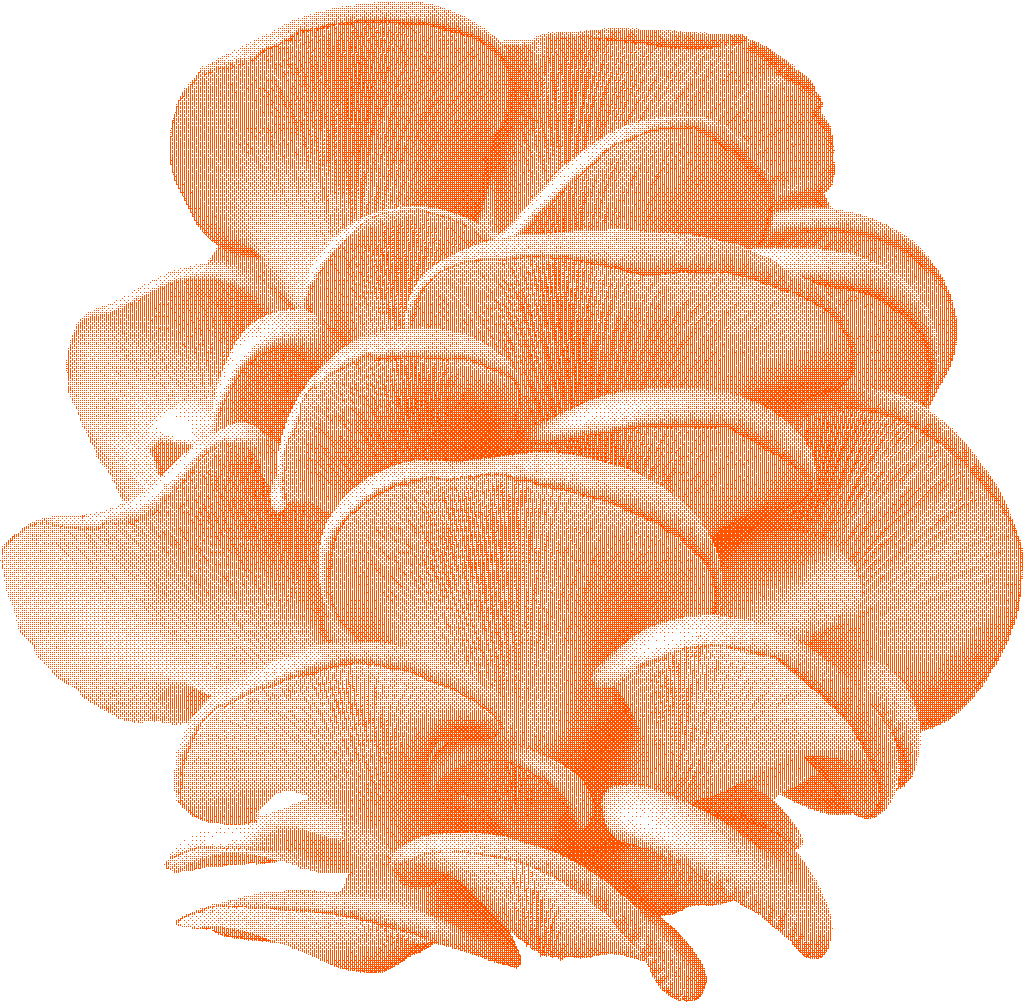 Hiratake