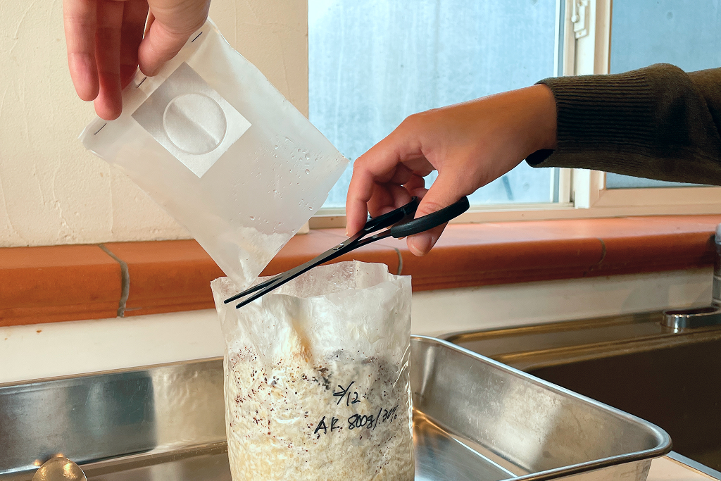 菌床ブロックの上面を切り捨てる様子