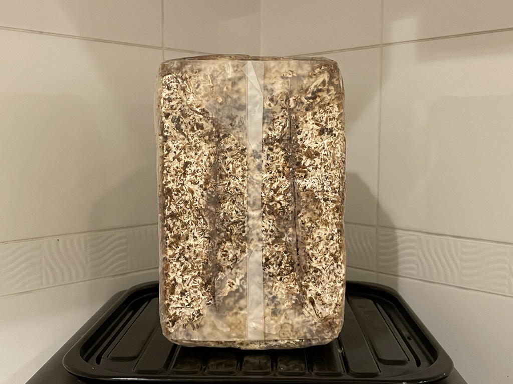 切り込みに霧吹きで水をかける様子