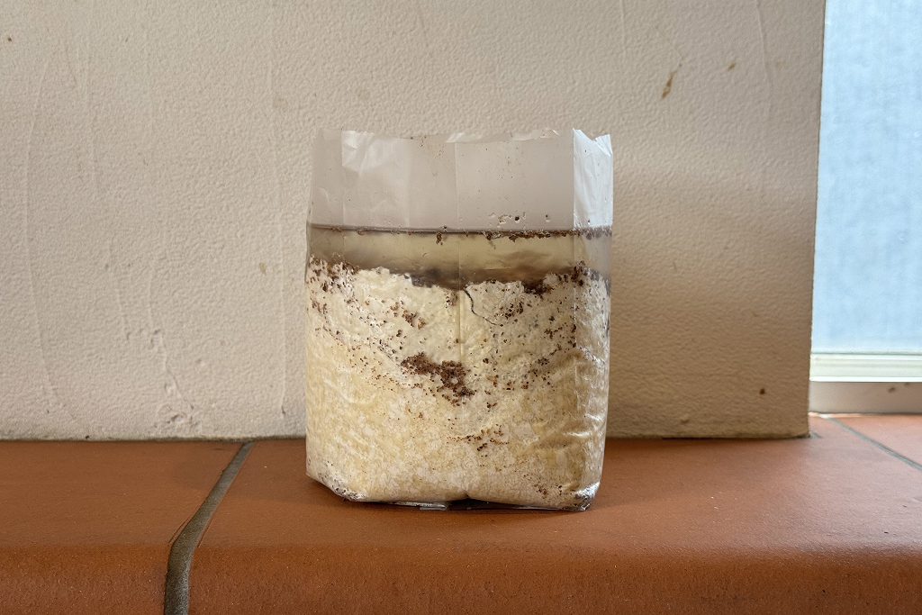 Mushroom Grow Kit